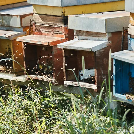 Zapparè Séjour à la ferme Trevignano